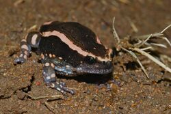 Banded Rubber Frog (Phrynomantis bifasciatus) (7006396375).jpg