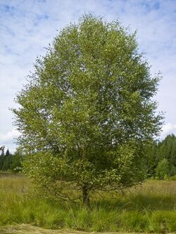 Betula pubescens - Burgwald 002.jpg