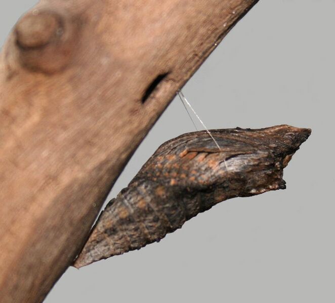 File:Black Swallowtail Chrysalis Megan McCarty33.jpg