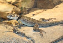 Blue Spiny Lizard 895.jpg