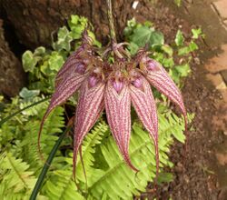 Bulbophyllum rothschildianum, bloeiwyse, Safari-uitstalling.jpg