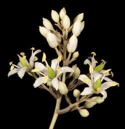 Bursaria occidentalis - Flickr - Kevin Thiele.jpg