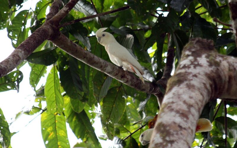 File:Cacatua haematuropygia -Palawan, Philippines-8.jpg