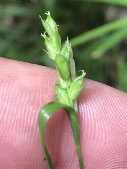 Carex amphibola 27 May 2020.jpg