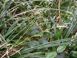 Carex matsumurae kinokunisg02.jpg