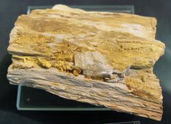 Carnotit auf fossilisiertem Holz - St-George, Utah.jpg