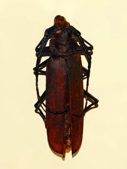 Cermabycidae - Callipogon similis.JPG