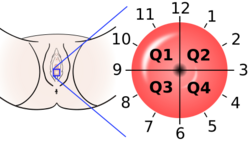 Cervix quadrants and directions.svg