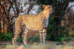 Cheetah at Working with Wildlife.jpg