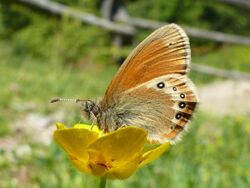 Coenonympha gardetta darwiniana 01 (HS).JPG