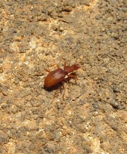 Coleman Cave beetle. Credit Alan Cressler (15661234935).jpg