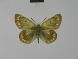 Colias cocandica culminicola male Syntype 01 dorsal side ZSM.jpg