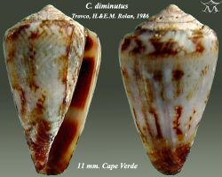 Conus diminutus 1.jpg