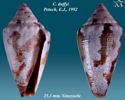 Conus duffyi 1.jpg