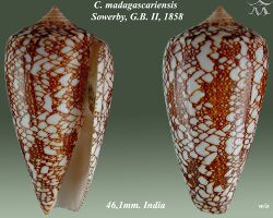 Conus madagascariensis 1.jpg