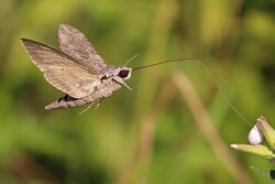 Convolvulus hawk-moth (Agrius convolvuli) 2.jpg