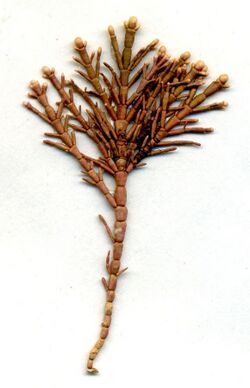 Corallina officinalis L., herbarium sheet. Collected in Heligoland, Germany