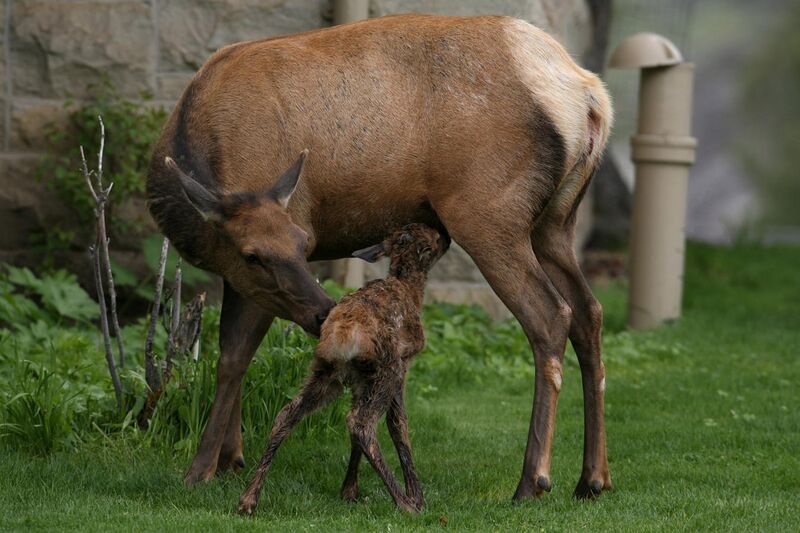 File:Cow and calf elk (7437504452).jpg