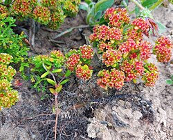 small green Crassula glomerata plant with small red and white flowers