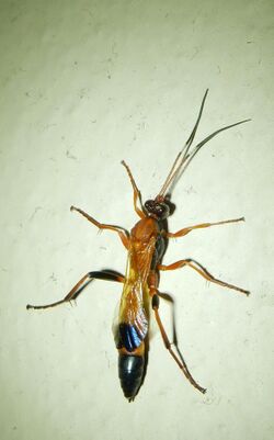 Ctenochares bicolorus Ferndale.jpg