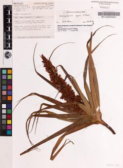 Dracophyllum sayeri, Herbarium specimen.jpg