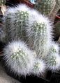 Echinocereus nivosus 3.jpg