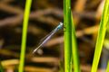 Elegant spreadwing (?) (42923927762).jpg