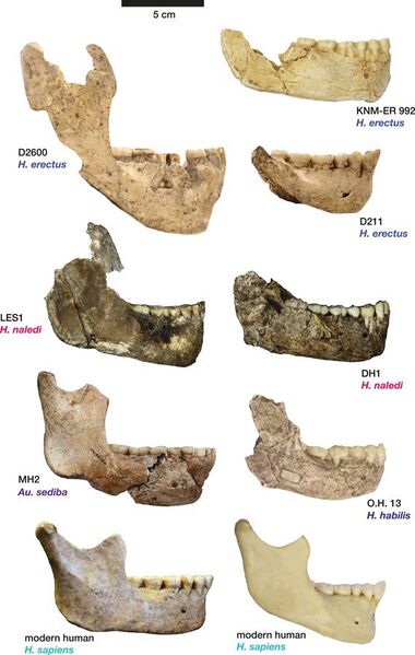 File:Elife-24232-fig11-v1 Comparison of Homo naledi mandibles to other hominin species, from lateral view.jpg