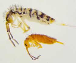 Entomobrya atrocincta comparison.jpg