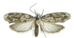 Ethmia berndkerni.jpg