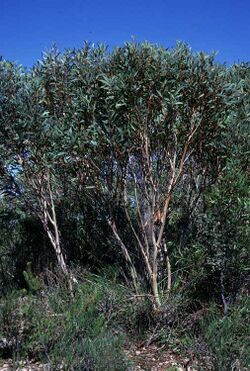 Eucalyptus erectifolia.jpg