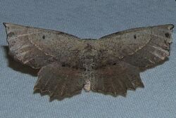 Euchlaena obtusaria - Obtuse Euchlaena Moth (16058757126).jpg