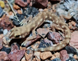 Eyre Basin Beaked Gecko (Rhynchoedura eyrensis) 12Mar2022, South Australia.png