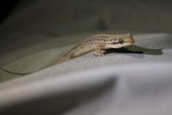 Fish skin gecko.JPG
