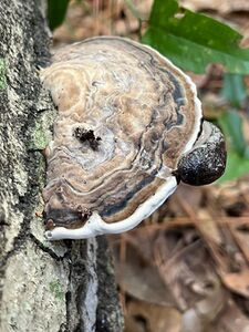southern clam shell mushroom