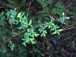 From St. Johns Wort family (2943230688).gif