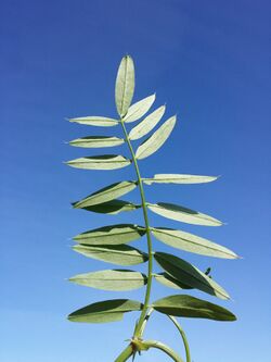 Galega officinalis sl37.jpg