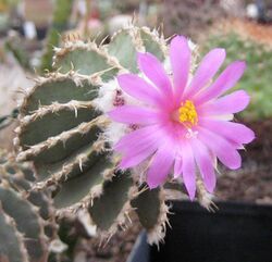 Geohintonia mexicana 02.jpg