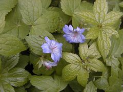 Geranium nodosum.jpg