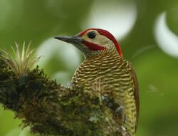 Golden-olive Woodpecker.jpg