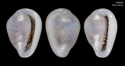 Granulina torosa (MNHN-IM-2000-1429).jpeg