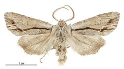 Graphania paracausta male.jpg