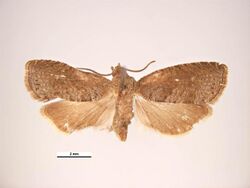 Grapholita molesta dorsal.jpg