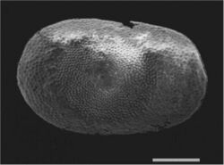 Hyalinella punctata (10.3897-zookeys.774.21769) Figure 8.jpg