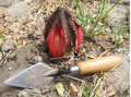 Hydnora abyssinica2.png