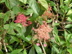 Hydrangea peruviana flowers Monteverde.jpg