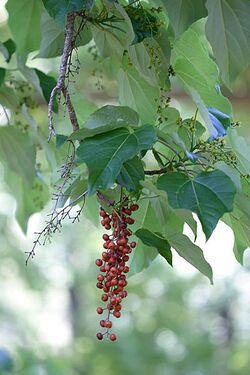 Idesia leaves fruit 041181.jpg