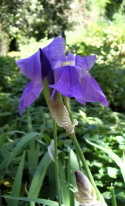 Iris pseudopallida jadranska perunika 0409.jpg