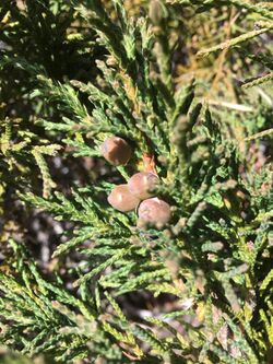 Juniperus indica 58776887.jpg