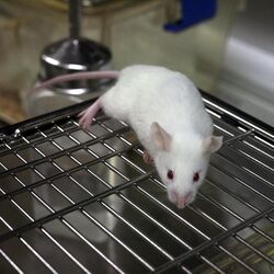 Lab mouse mg 3157.jpg
